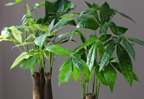 发财树叶子生虫怎么处理 主要有哪些虫害