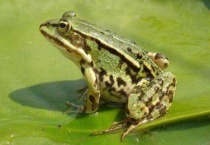 青蛙属于两栖动物吗？