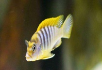 马鲷鱼能长多大 和慈鲷有什么区别？？