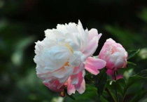 芍药喜欢什么肥料