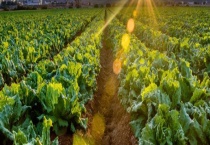 用来防治有机蔬菜病虫害的药剂有哪些 主要有这几种药剂（动植物篇）