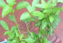 金不换和荆芥一样吗？