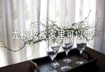 龙柳枝放家里可以吗？