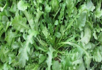 荠菜多少钱一斤 附种植前景和功效作用