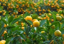 天山雪桔是金桔吗？