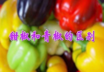 甜椒和青椒的区别？