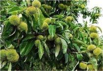 种一亩板栗的利润是多少？