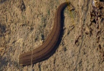 水蛭养殖能赚钱吗？养殖优势有哪些？