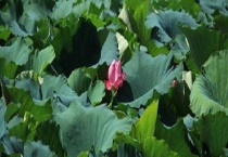 藕田施肥技巧及注意事项 附施肥时间