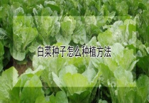 白菜种子怎么种植多久？