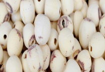 莲子价格多少钱一斤？附莲子栽培的要点