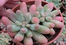 多肉砍头了多久会爆芽