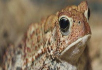 癞蛤蟆和牛蛙的区别？