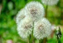 蒲公英先长花还是毛球