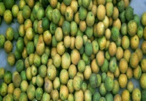 枳壳是什么？和枳实有什么区别？？