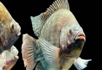 罗非鱼的价格大概多少 有哪些营养价值