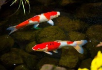 日本锦鲤和国产锦鲤的区别？