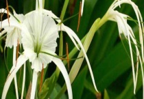 蜘蛛兰开花后怎么办？