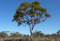 尤加利树怎么养