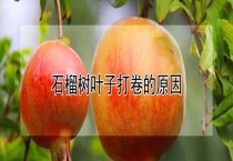 石榴树叶子打卷的原因？