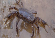 钓螃蟹用什么工具 附作钓技巧与实用钓法