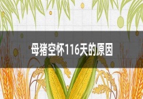 母猪空怀116天的原因？