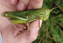 蝗虫吃橡胶树吗？