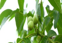 核桃移栽怎么提高成活率