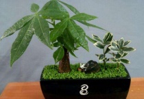 发财树叶子生根多久？