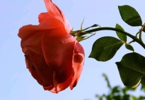 玫瑰花的花瓣能喷水吗？