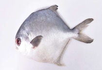 钓鲳鱼实用技巧大全 附饵料选用和作钓工具