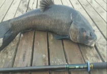 钓青鱼的最佳调漂方法 附作钓工具与实用技巧