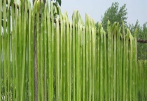 贡菜是不是海里的 贡菜有哪些栽培技术