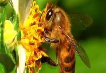 两脾蜂一月能发展几脾 影响因素有哪些？