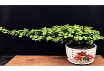 金枝玉叶能净化空气吗？