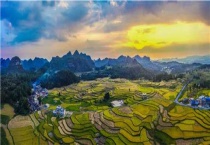 基本农田可以种植药材吗？