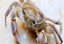 螃蟹和大闸蟹的区别？ 螃蟹的选购多久？