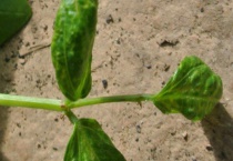 豆角幼苗要浇水吗？