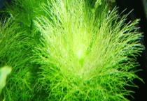 养殖小龙虾普遍水草品种 主要有9种