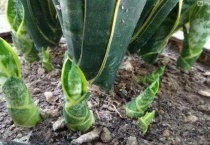 虎皮兰和虎尾兰是一种植物吗？