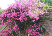 三角梅夏天可以剪枝吗？