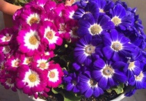 富贵菊寓意的是什么？