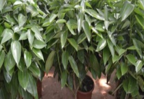 平安树的修剪方法 附修剪时间和摘心多久？