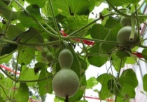 葫芦藤叶子为什么从底下枯萎