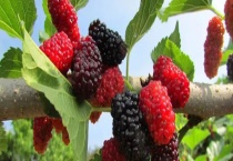 桑椹子苗结果需要几年 附种植多久？