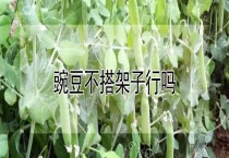 豌豆不搭架子行吗？