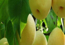 梨树需要多少年开花结果 附梨的分布范围