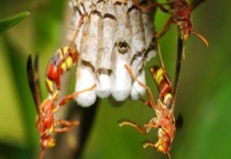 胡蜂和马蜂的区别？ 附胡峰的种类