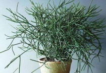 光棍树适应环境的多久？