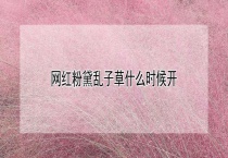 网红粉黛乱子草什么时候开